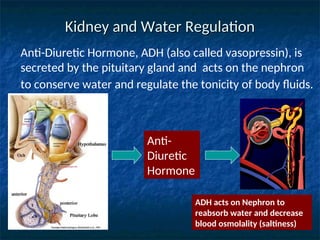 Kidney and Water Regulation
Kidney and Water Regulation
Anti-Diuretic Hormone, ADH (also called vasopressin), is
secreted by the pituitary gland and acts on the nephron
to conserve water and regulate the tonicity of body fluids.
Anti-
Diuretic
Hormone
ADH acts on Nephron to
reabsorb water and decrease
blood osmolality (saltiness)
 