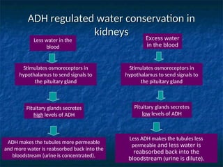 ADH regulated water conservation in
ADH regulated water conservation in
kidneys
kidneys Excess water
in the blood
Stimulates osmoreceptors in
hypothalamus to send signals to
the pituitary gland
Pituitary glands secretes
low levels of ADH
Less ADH makes the tubules less
permeable and less water is
reabsorbed back into the
bloodstream (urine is dilute).
Less water in the
blood
ADH makes the tubules more permeable
and more water is reabsorbed back into the
bloodstream (urine is concentrated).
Stimulates osmoreceptors in
hypothalamus to send signals to
the pituitary gland
Pituitary glands secretes
high levels of ADH
 
