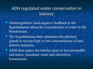 ADH regulated water conservation in
ADH regulated water conservation in
kidneys
kidneys
 Osmoregulators send negative feedback to the
hypothalamus about the concentration of water in the
bloodstream.
 The hypothalamus then stimulates the pituitary
glands to secrete high or low concentrations of anti-
diuretic hormone.
 ADH then makes the tubules more or less permeable
and hence, maintains water and electrolyte
homeostasis.
 