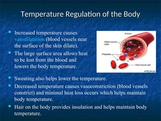 Temperature Regulation of the Body
Temperature Regulation of the Body
 Increased temperature causes
vasodilatation (blood vessels near
the surface of the skin dilate).
 The large surface area allows heat
to be lost from the blood and
lowers the body temperature.
 Sweating also helps lower the temperature.
 Decreased temperature causes vasoconstriction (blood vessels
constrict) and minimal heat loss occurs which helps maintain
body temperature.
 Hair on the body provides insulation and helps maintain body
temperature.
 