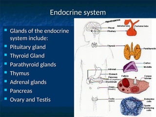Endocrine system
Endocrine system
 Glands of the endocrine
Glands of the endocrine
system include:
system include:
 Pituitary gland
Pituitary gland
 Thyroid Gland
Thyroid Gland
 Parathyroid glands
Parathyroid glands
 Thymus
Thymus
 Adrenal glands
Adrenal glands
 Pancreas
Pancreas
 Ovary and Testis
Ovary and Testis
 