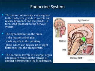 Endocrine System
Endocrine System
 The brain continuously sends signals
to the endocrine glands to secrete and
release hormones and the glands, in
turn, send feedback to the nervous
system.
 The hypothalamus in the brain
is the master switch that
sends signals to the pituitary
gland which can release up to eight
hormones into the bloodstream.
 The hormone travels to its target organ
and usually results in the release of
another hormone into the bloodstream.
 