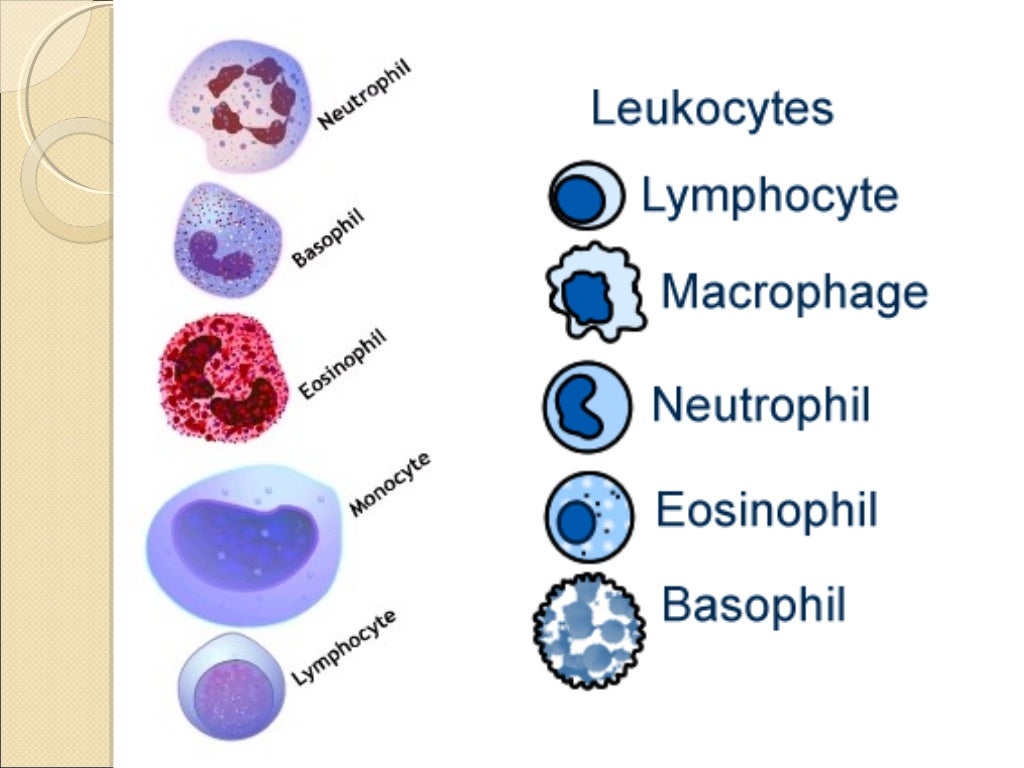 Dlc by peripheral smear comparison with automated differential