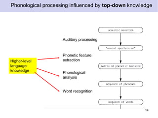 Auditory processing
Phonetic feature
extraction
Phonological
analysis
Word recognition
14
Phonological processing influenced by top-down knowledge
Higher-level
language
knowledge
 