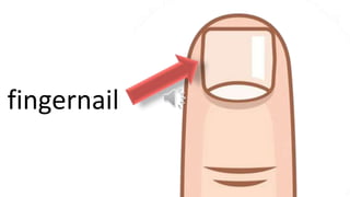 fingernail
 