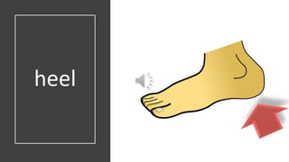 heel
 