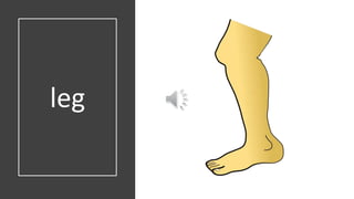 leg
 