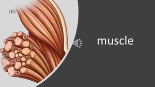 muscle
 