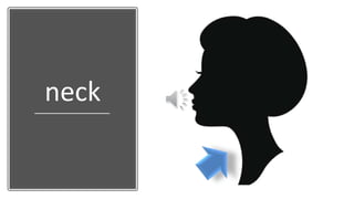 neck
 