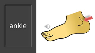 ankle
 