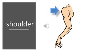 shoulder
 