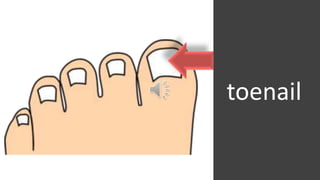 toenail
 