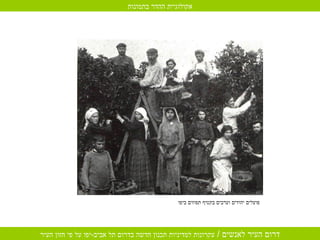 פועלים יהודים וערבים בקטיף תפוזים ביפו  אקולוגיית ההדר בתמונות 