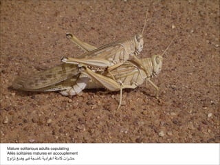 Mature solitarious adults copulating

Ailés solitaires matures en accouplement

‫تزاوج‬ ‫وضع‬ ‫فى‬ ‫ناضجة‬ ‫انفرادية‬ ‫كاملة‬ ‫حشرات‬
 