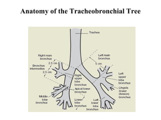 Anatomy of the Tracheobronchial Tree
 