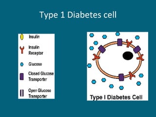 Type 1 Diabetes cell 