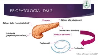 FISIOPATOLOGIA - DM 2
Células delta (somatostatina)
Células alfa (glucágon)
Células beta (insulina)
Células PP
(peptídeo pancreático)
Pró-insulina
Peptídeo C
Velloso & Pimazoni Netto, 2007
 