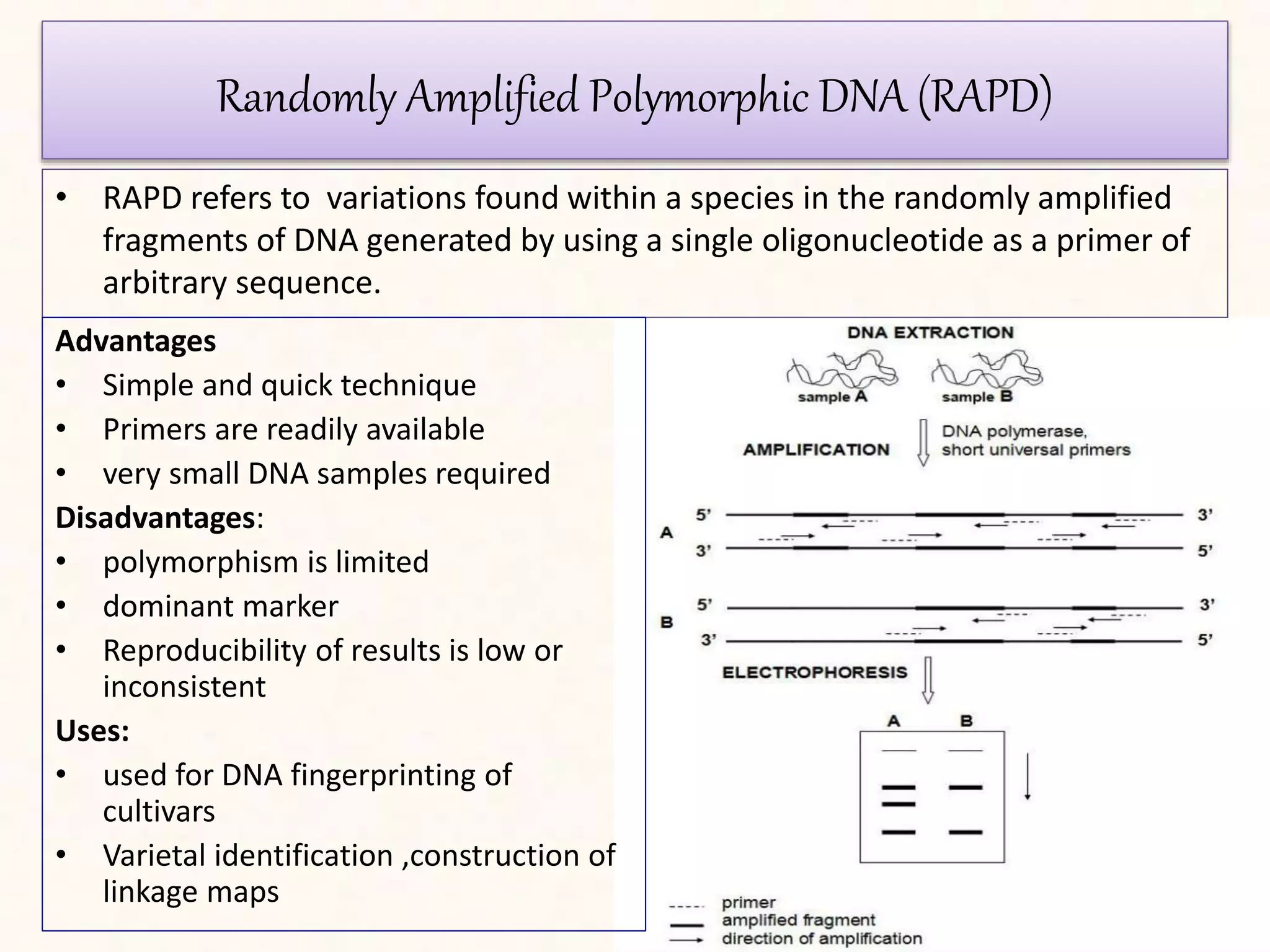 molecular markers ,application in plant breeding | PPTX