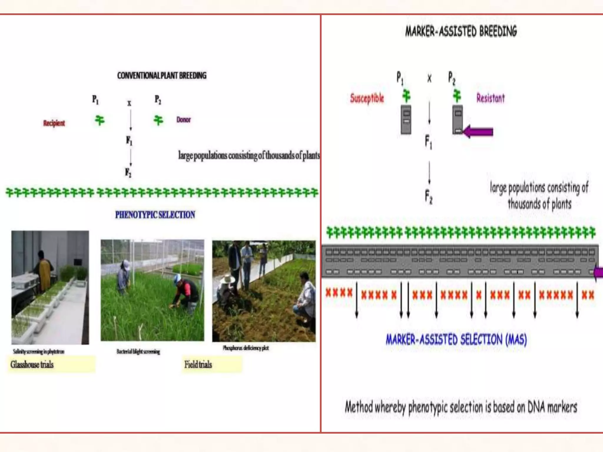 molecular markers ,application in plant breeding | PPTX