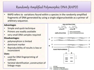 Randomly Amplified Polymorphic DNA (RAPD)
• RAPD refers to variations found within a species in the randomly amplified
fragments of DNA generated by using a single oligonucleotide as a primer of
arbitrary sequence.
Advantages
• Simple and quick technique
• Primers are readily available
• very small DNA samples required
Disadvantages:
• polymorphism is limited
• dominant marker
• Reproducibility of results is low or
inconsistent
Uses:
• used for DNA fingerprinting of
cultivars
• Varietal identification ,construction of
linkage maps
 