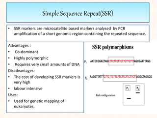 Simple Sequence Repeat(SSR)
• SSR markers are microsatellite based markers analysed by PCR
amplification of a short genomic region containing the repeated sequence.
Advantages :
• Co-dominant
• Highly polymorphic
• Requires very small amounts of DNA
Disadvantages:
• The cost of developing SSR markers is
very high
• labour intensive
Uses:
• Used for genetic mapping of
eukaryotes.
 