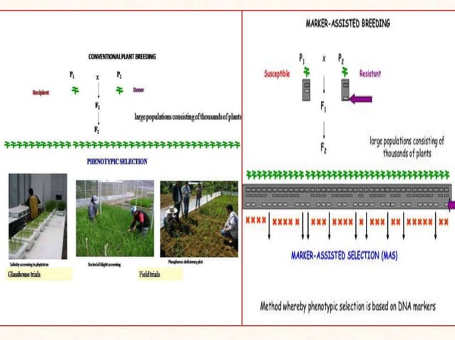 molecular markers ,application in plant breeding | PPTX