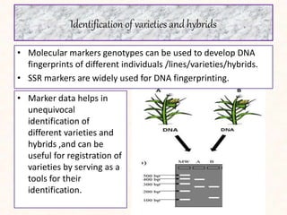 Identification of varieties and hybrids
• Molecular markers genotypes can be used to develop DNA
fingerprints of different individuals /lines/varieties/hybrids.
• SSR markers are widely used for DNA fingerprinting.
• Marker data helps in
unequivocal
identification of
different varieties and
hybrids ,and can be
useful for registration of
varieties by serving as a
tools for their
identification.
 