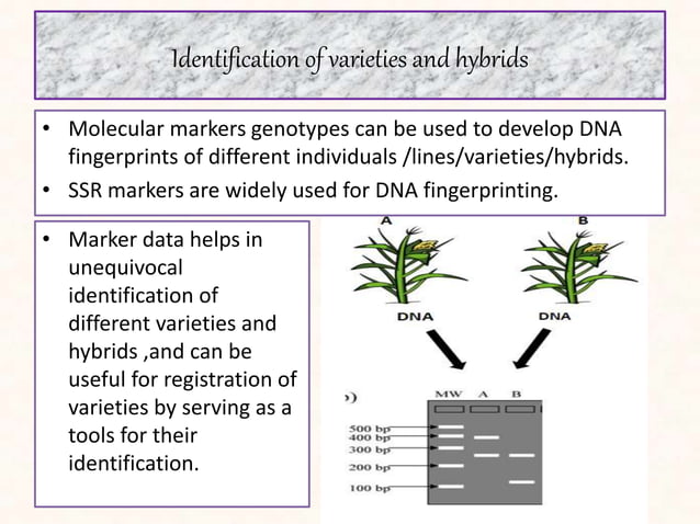 molecular markers ,application in plant breeding | PPTX
