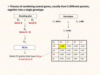 F2
AB Ab aB ab
AB AABB AABb AaBB AaBb
Ab AABb AAbb AaBb Aabb
aB AaBB AaBb aaBB aaBb
ab AaBb Aabb aaBb aabb
F2
F1
Gene A + B
P1
Gene A
x P2
Gene B
MAS
Select F2 plants that have Gene
A and Gene B
Genotypes
P1: AAbb P2: aaBB
F1: AaBb
• Process of combining several genes, usually from 2 different parents,
together into a single genotype
x
Breeding plan
 