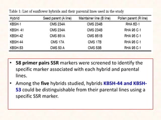 • 58 primer pairs SSR markers were screened to identify the
specific marker associated with each hybrid and parental
lines.
• Among the five hybrids studied, hybrids KBSH-44 and KBSH-
53 could be distinguishable from their parental lines using a
specific SSR marker.
 