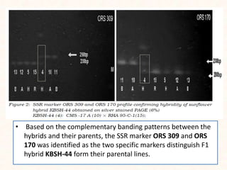 • Based on the complementary banding patterns between the
hybrids and their parents, the SSR marker ORS 309 and ORS
170 was identified as the two specific markers distinguish F1
hybrid KBSH-44 form their parental lines.
 