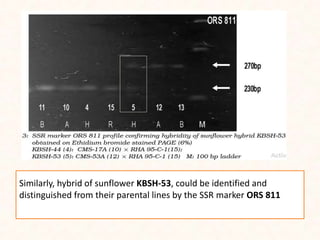 Similarly, hybrid of sunflower KBSH-53, could be identified and
distinguished from their parental lines by the SSR marker ORS 811
 