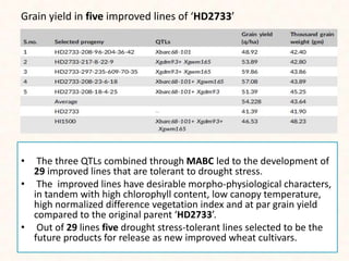 Grain yield in five improved lines of ‘HD2733’
• The three QTLs combined through MABC led to the development of
29 improved lines that are tolerant to drought stress.
• The improved lines have desirable morpho-physiological characters,
in tandem with high chlorophyll content, low canopy temperature,
high normalized difference vegetation index and at par grain yield
compared to the original parent ‘HD2733’.
• Out of 29 lines five drought stress-tolerant lines selected to be the
future products for release as new improved wheat cultivars.
 