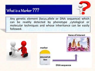 What is a Marker ???
Any genetic element (locus,allele or DNA sequence) which
can be readily detected by phenotype ,cytological or
molecular techniques and whose inheritance can be easily
followed.
 