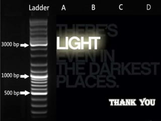 molecular markers ,application in plant breeding