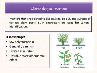 Morphological markers
Disadvantage:
• low polymorphism
• Generally dominant
• Limited in number
• Unstable to environmental
effect
Markers that are related to shape, size, colour, and surface of
various plant parts. Such characters are used for varietal
identification.
 