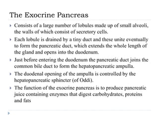 The Exocrine Pancreas
 Consists of a large number of lobules made up of small alveoli,
the walls of which consist of secretory cells.
 Each lobule is drained by a tiny duct and these unite eventually
to form the pancreatic duct, which extends the whole length of
the gland and opens into the duodenum.
 Just before entering the duodenum the pancreatic duct joins the
common bile duct to form the hepatopancreatic ampulla.
 The duodenal opening of the ampulla is controlled by the
hepatopancreatic sphincter (of Oddi).
 The function of the exocrine pancreas is to produce pancreatic
juice containing enzymes that digest carbohydrates, proteins
and fats
 