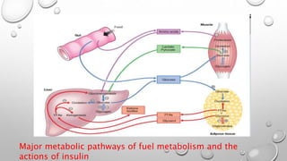 Major metabolic pathways of fuel metabolism and the
actions of insulin
 