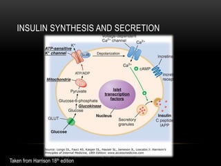 INSULIN SYNTHESIS AND SECRETION
Taken from Harrison 18th edition
 