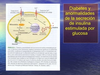 Diabetes y anormalidades de la secreción de insulina estimulada por glucosa 