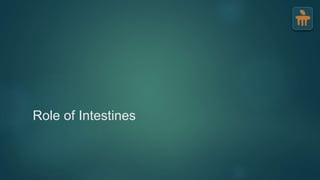 Role of Intestines
 