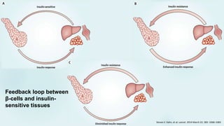 Steven E. Kahn, et al; Lancet. 2014 March 22; 383: 1068–1083
Feedback loop between
β-cells and insulin-
sensitive tissues
 