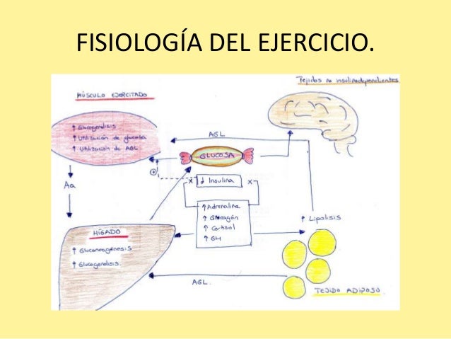 Diabetes mellitus tipo 2 y ejercicio físico. Diabetes mellitus tipo 2 y ejercicio físico.