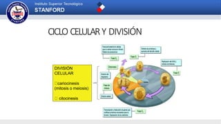 DIVISIÓN
CELULAR
cariocinesis
(mitosis o meiosis)
citocinesis
CICLO CELULARY DIVISIÓN
 
