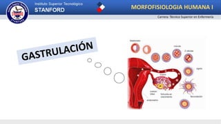 Carrera: Técnico Superior en Enfermería
MORFOFISIOLOGIA HUMANA I
 