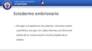  Da lugar a la epidermis, los sistemas nerviosos centra
y periférico, los ojos, los oídos internos y en forma de
células de la cresta neural a muchos tejidos de la
cabeza.
 