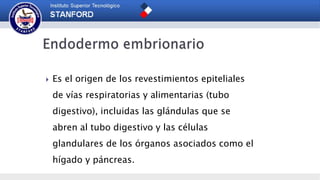  Es el origen de los revestimientos epiteliales
de vías respiratorias y alimentarias (tubo
digestivo), incluidas las glándulas que se
abren al tubo digestivo y las células
glandulares de los órganos asociados como el
hígado y páncreas.
 