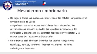  Da lugar a todos los músculos esqueléticos, las células sanguíneas y el
revestimiento de vasos
sanguíneos, todas las capas musculares lisas viscerales, los
revestimientos sedosos de todas las cavidades corporales, los
conductos y órganos de los aparatos reproductor y excretor y la
mayor parte del aparato cardiovascular.
 En el tronco está el origen de todos los tejidos conjuntivos
(cartílago, huesos, tendones, ligamentos, dermis, estrom
a de órganos internos)
 