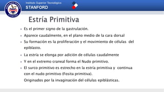  Es el primer signo de la gastrulación.
 Aparece caudalmente, en el plano medio de la cara dorsal
 Su formación es la proliferación y el movimiento de células del
epiblasto.
 La estría se elonga por adición de células caudalmente
 Y en el extremo craneal forma el Nudo primitivo.
 El surco primitivo es estrecho en la estría primitiva y continua
con el nudo primitivo (Fosita primitiva).
Originados por la invaginación del células epiblásticas.
 