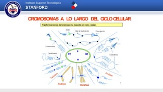CROMOSOMAS A LO LARGO DEL CICLOCELULAR
 